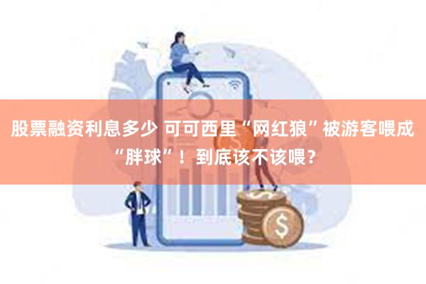 股票融资利息多少 可可西里“网红狼”被游客喂成“胖球”！到底该不该喂？
