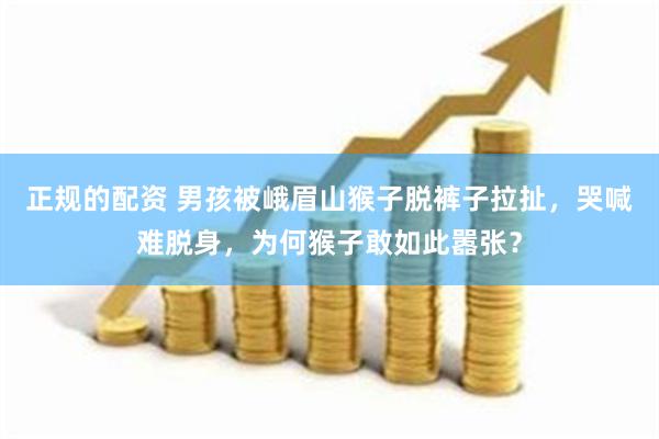 正规的配资 男孩被峨眉山猴子脱裤子拉扯，哭喊难脱身，为何猴子